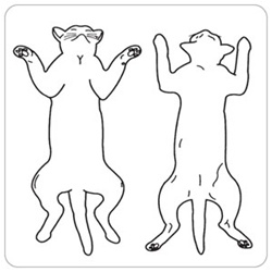 Veterinary Label